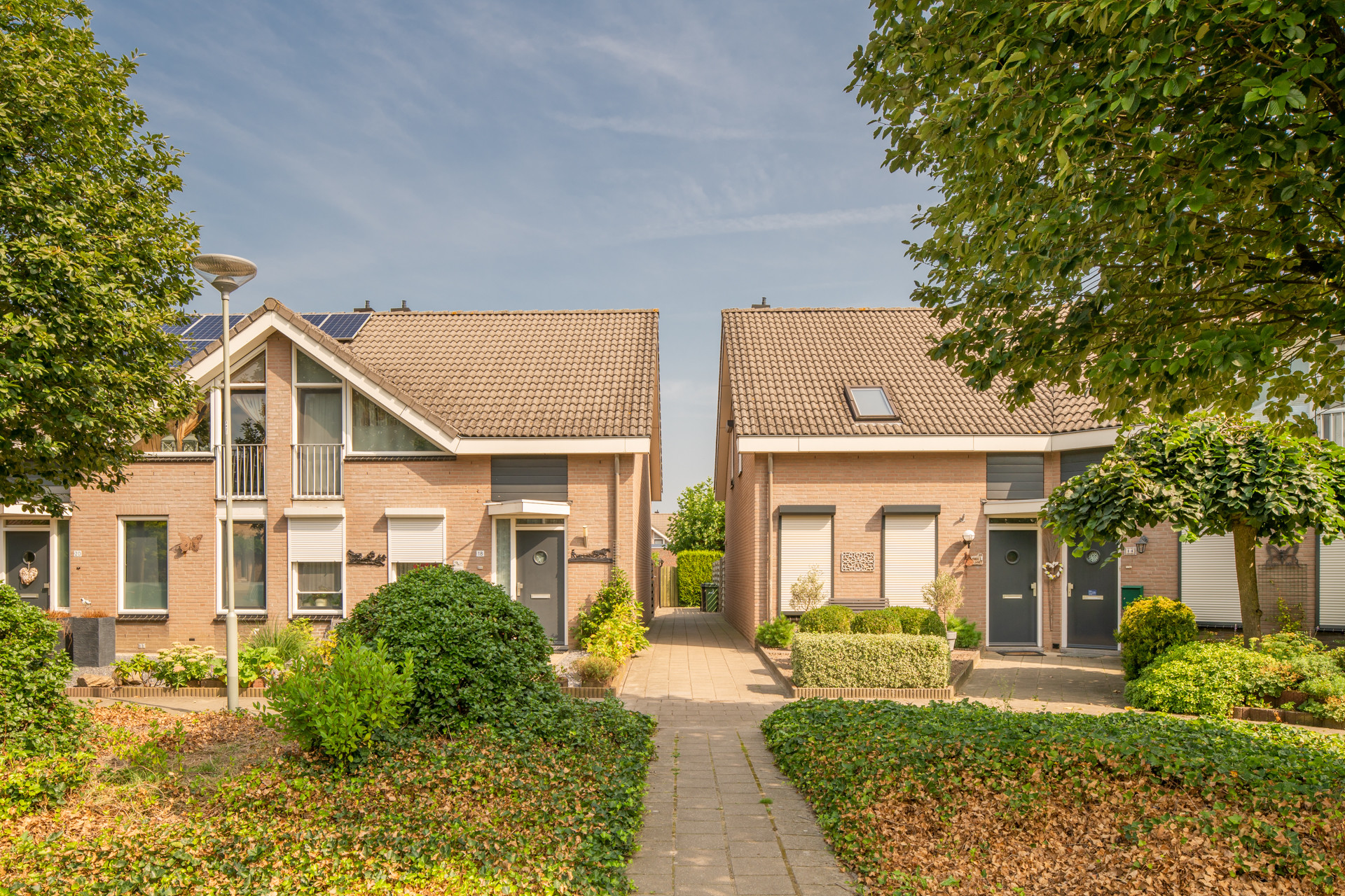 Korenbloem